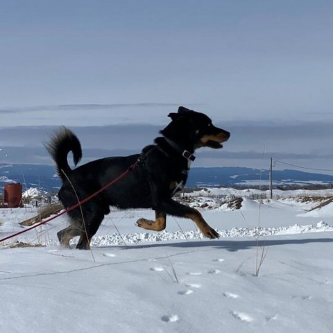 Toby, an adoptable Rottweiler, Husky in Driggs, ID, 83422 | Photo Image 6