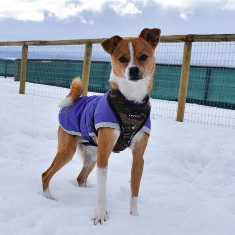 Nino, an adoptable Chihuahua in Driggs, ID, 83422 | Photo Image 6
