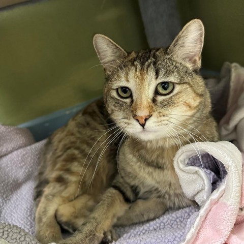 Cleo, an adoptable Domestic Short Hair in Driggs, ID, 83422 | Photo Image 1