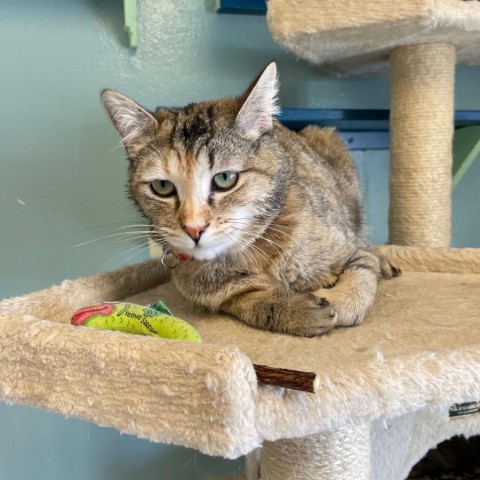 Cleo, an adoptable Domestic Short Hair in Driggs, ID, 83422 | Photo Image 6