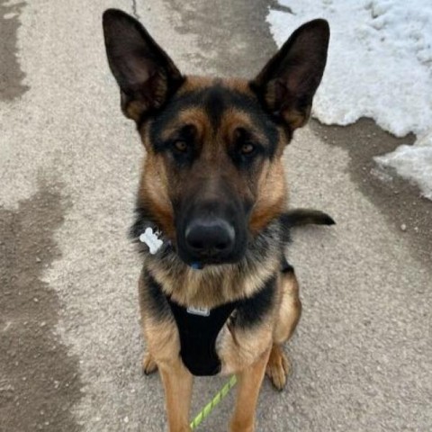 Wick, an adoptable German Shepherd Dog in Driggs, ID, 83422 | Photo Image 1