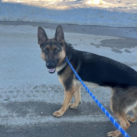 Wick, an adoptable German Shepherd Dog in Driggs, ID, 83422 | Photo Image 4