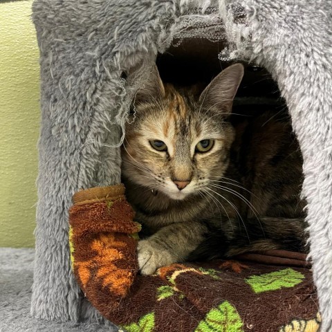 Rikki, an adoptable Domestic Short Hair in Driggs, ID, 83422 | Photo Image 3