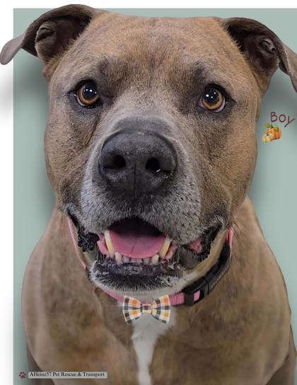 Boy, an adoptable Pit Bull Terrier, Mixed Breed in De Soto, IA, 50069 | Photo Image 1