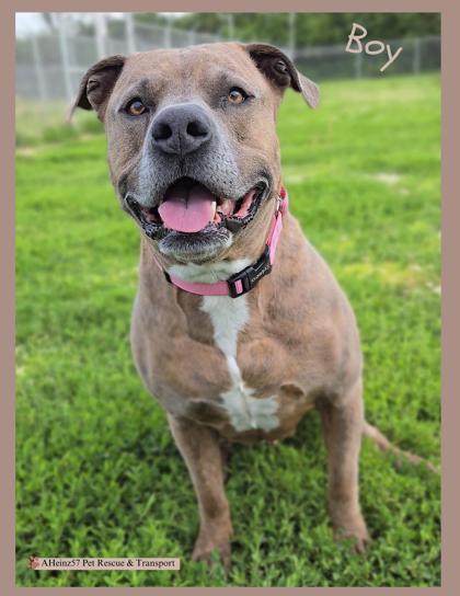 Boy, an adoptable Pit Bull Terrier, Mixed Breed in De Soto, IA, 50069 | Photo Image 1