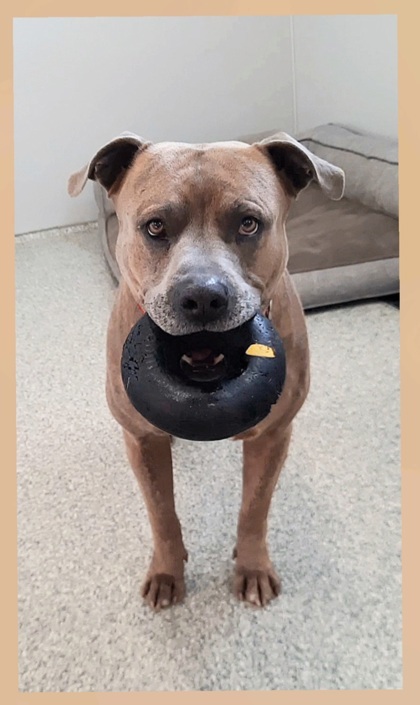 Boy, an adoptable Pit Bull Terrier, Mixed Breed in De Soto, IA, 50069 | Photo Image 2