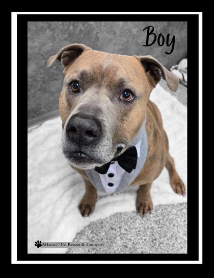 Boy, an adoptable Pit Bull Terrier, Mixed Breed in De Soto, IA, 50069 | Photo Image 3