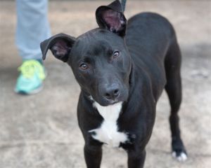 Ace, Adult Male Labrador Retriever
