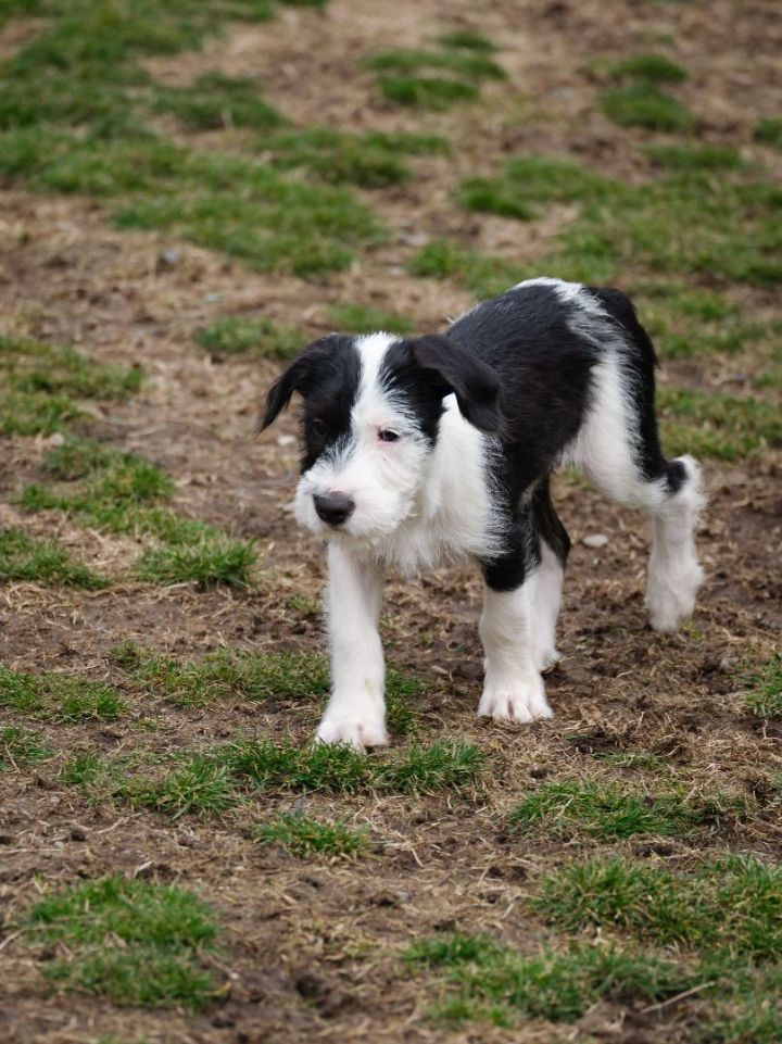 Labrador portuguese best sale water dog mix