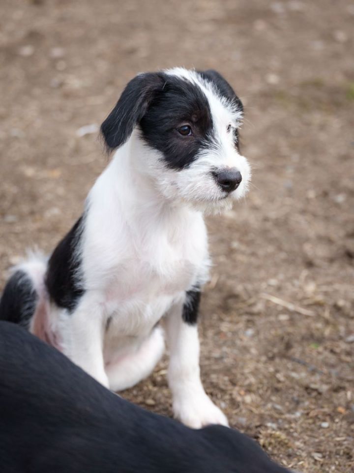 Labrador portuguese water dog 2024 mix