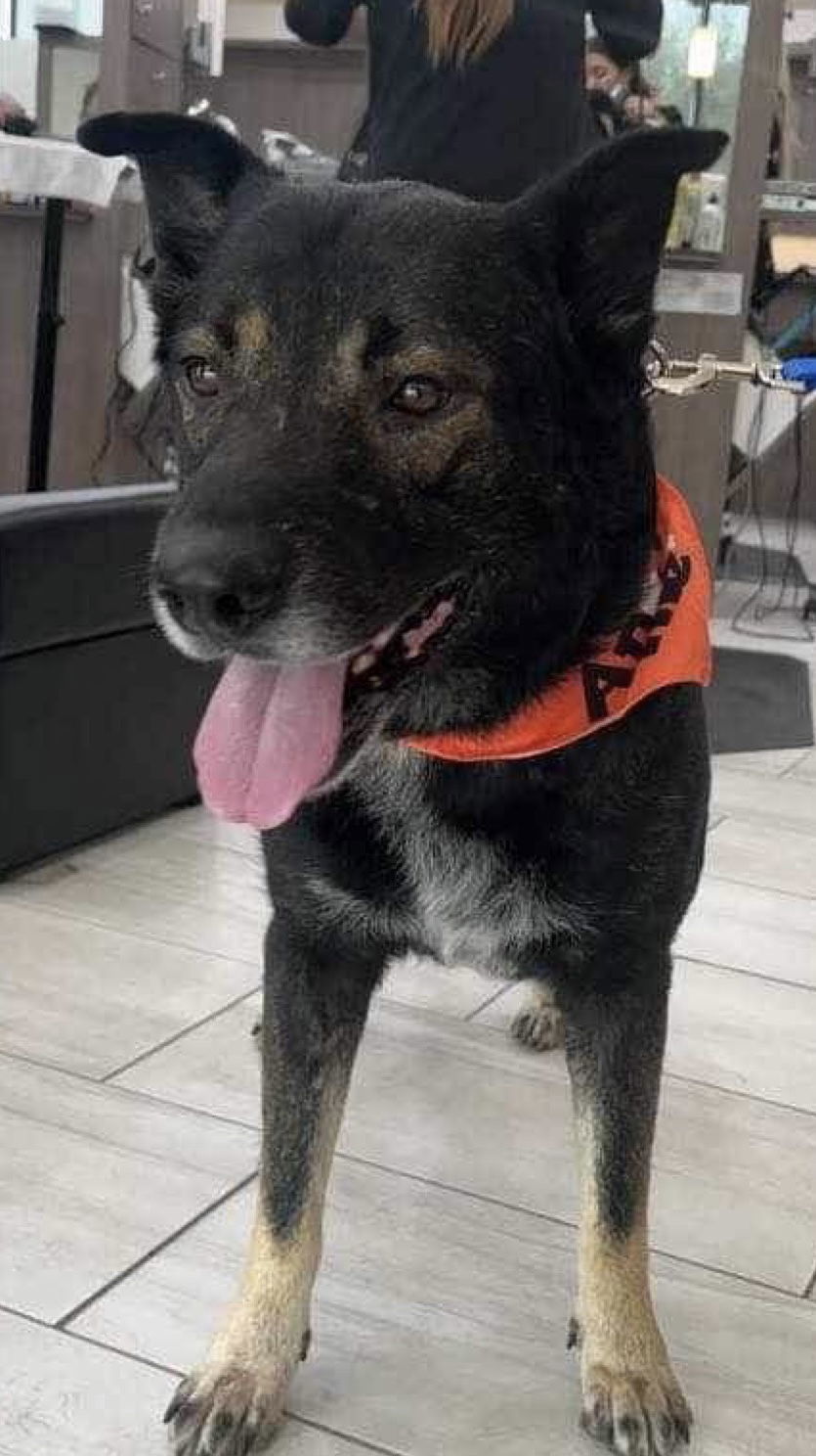 Bear, an adoptable German Shepherd Dog in Polson, MT, 59860 | Photo Image 1