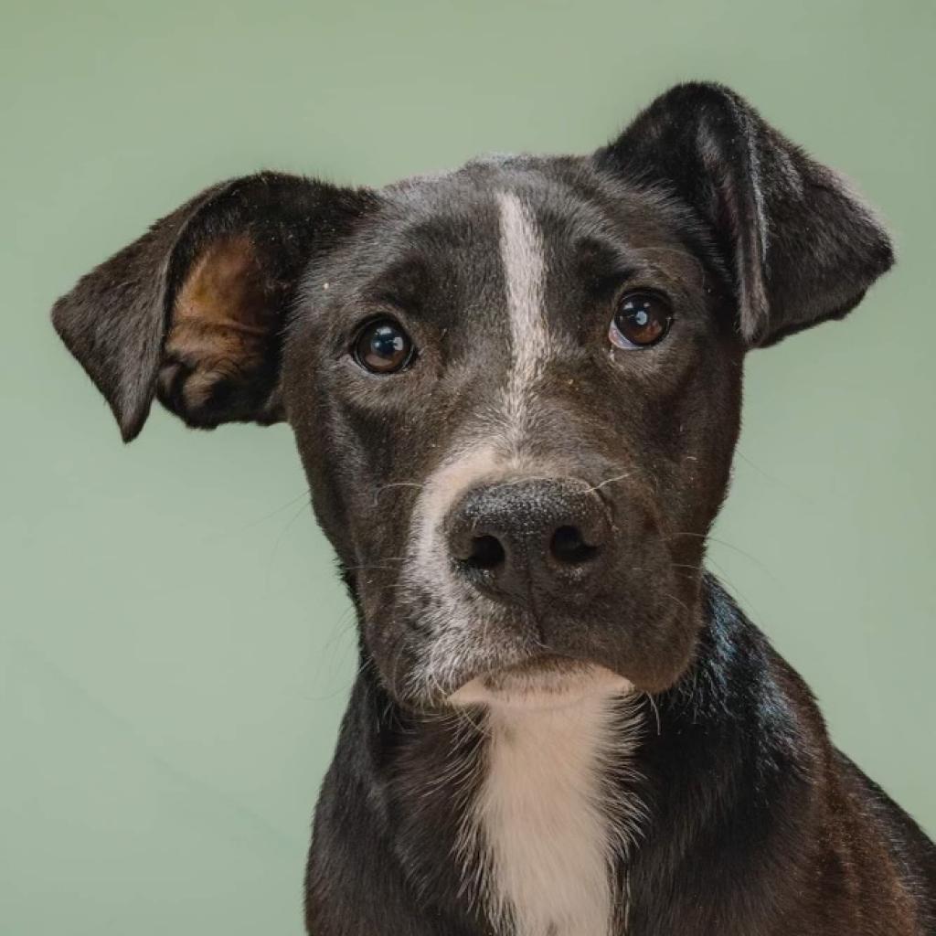 Bunny, an adoptable Black Labrador Retriever, Great Dane in Boulder, CO, 80304 | Photo Image 1