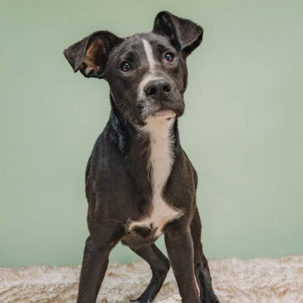 Bunny, an adoptable Black Labrador Retriever, Great Dane in Boulder, CO, 80304 | Photo Image 2