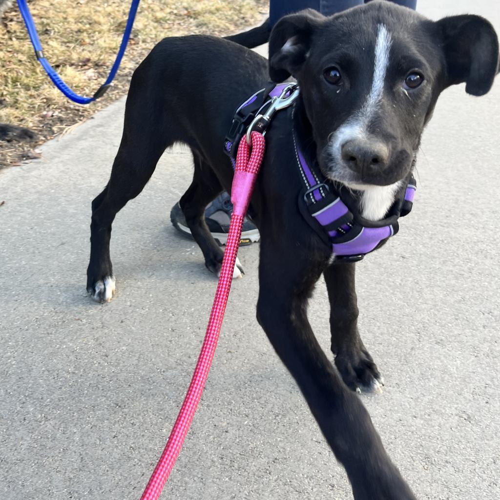 Bunny, an adoptable Black Labrador Retriever, Great Dane in Boulder, CO, 80304 | Photo Image 3