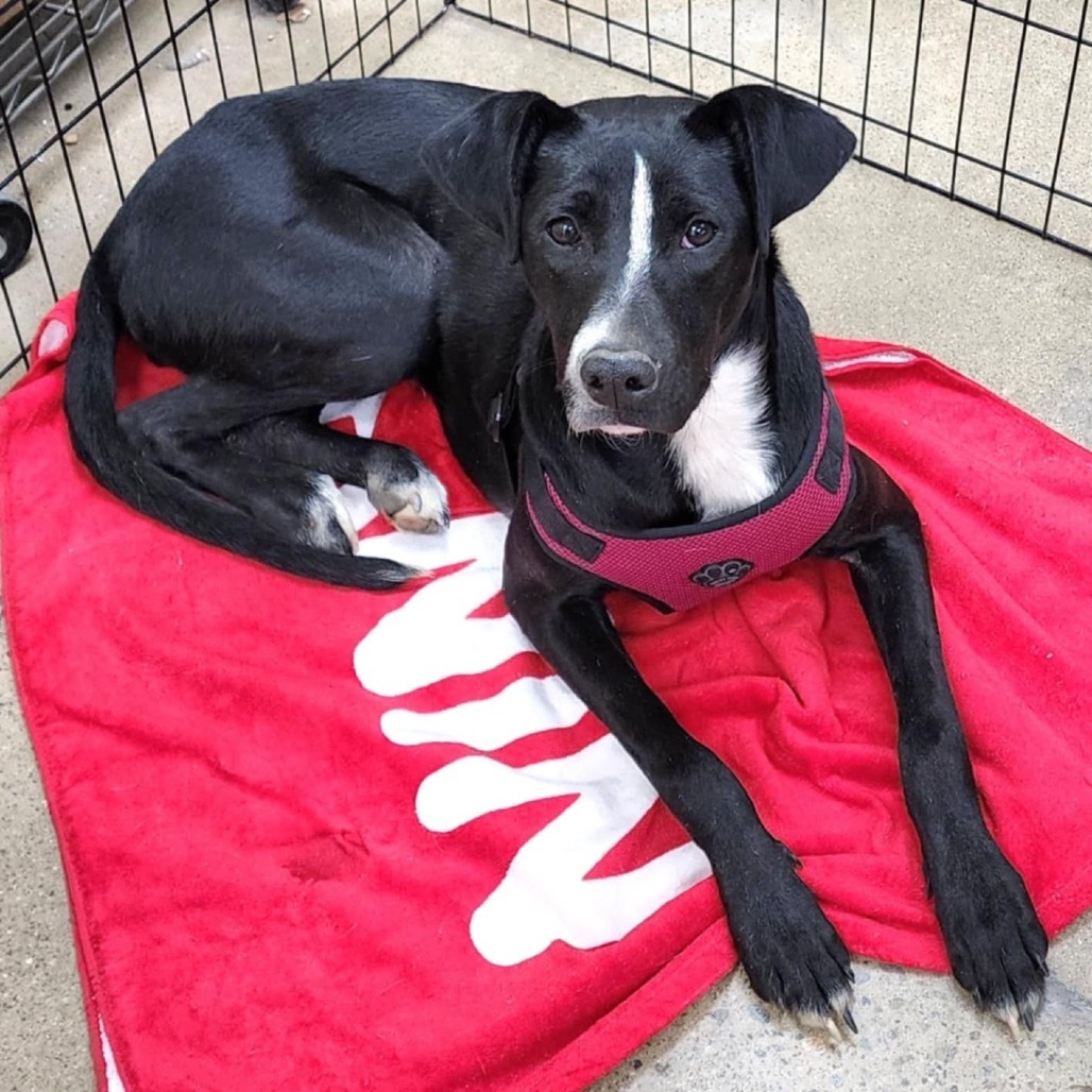 Bunny, an adoptable Black Labrador Retriever, Great Dane in Boulder, CO, 80304 | Photo Image 3