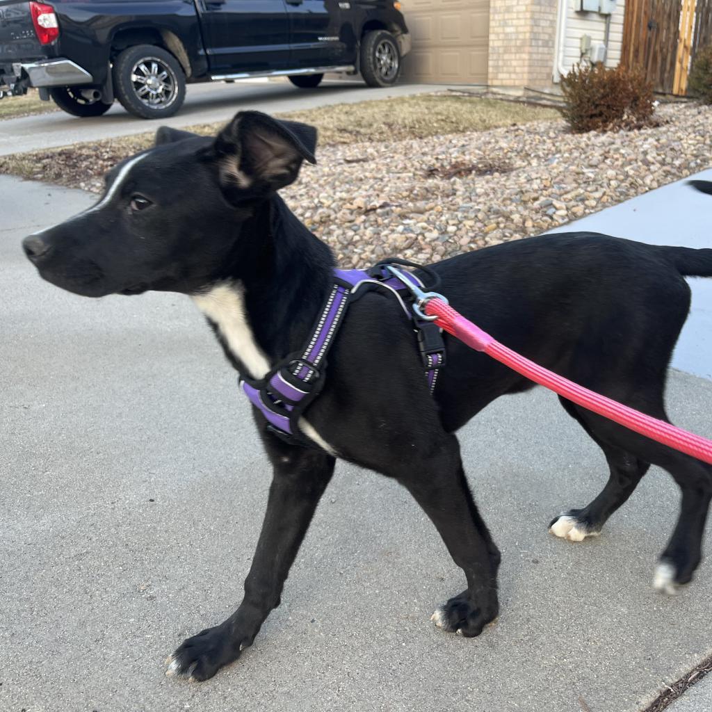 Bunny, an adoptable Black Labrador Retriever, Great Dane in Boulder, CO, 80304 | Photo Image 4