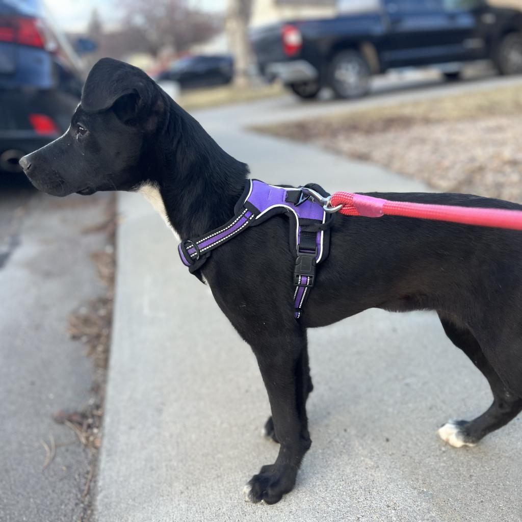 Bunny, an adoptable Black Labrador Retriever, Great Dane in Boulder, CO, 80304 | Photo Image 5