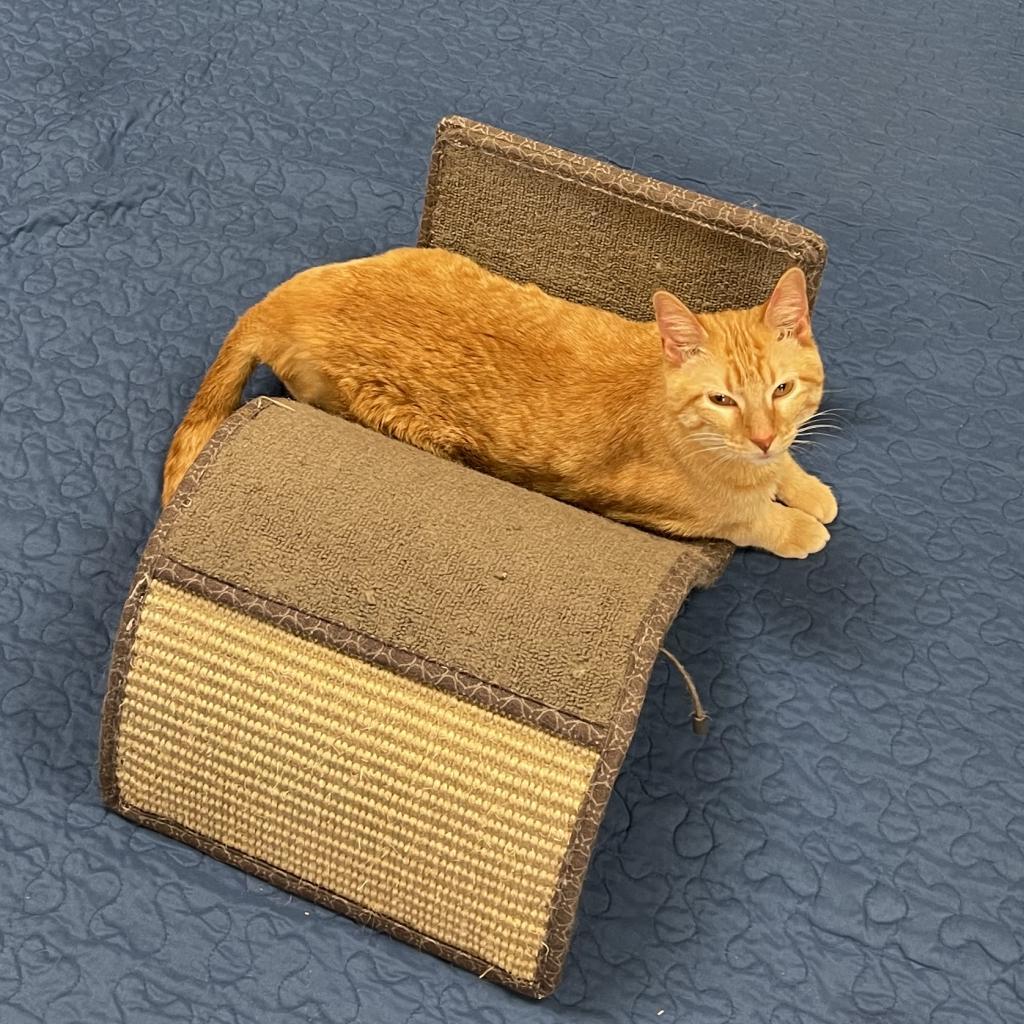 Mirabelle, an adoptable Domestic Short Hair in Norfolk, NE, 68701 | Photo Image 1