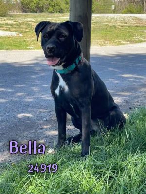 Bella means beautiful and this Lab mix is certainly that She is a sweet friendly girl who likes to