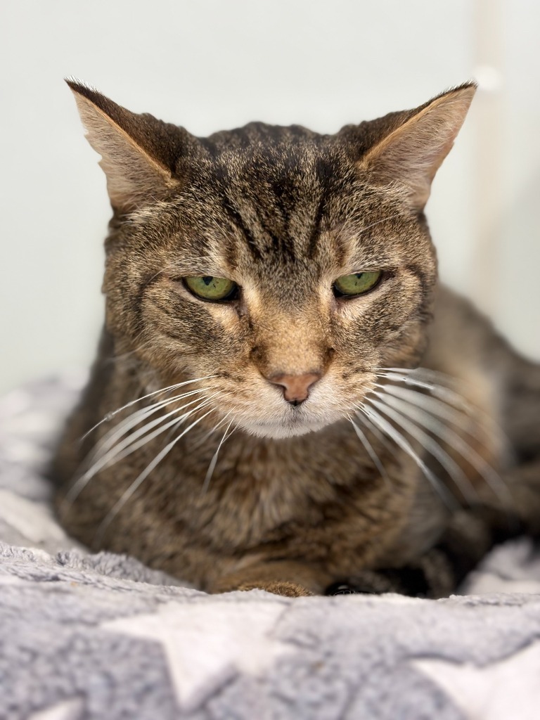 Albert, an adoptable Domestic Short Hair in Cumberland, ME, 04021 | Photo Image 1