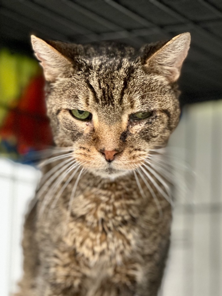 Albert, an adoptable Domestic Short Hair in Cumberland, ME, 04021 | Photo Image 2