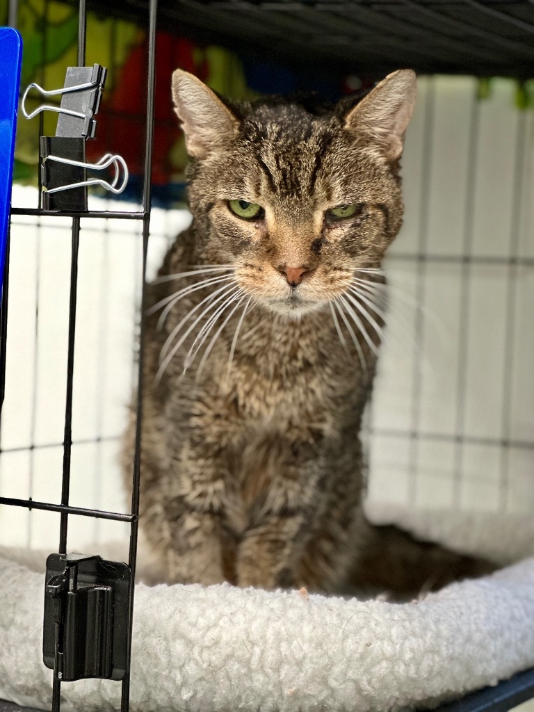 Albert, an adoptable Domestic Short Hair in Cumberland, ME, 04021 | Photo Image 3