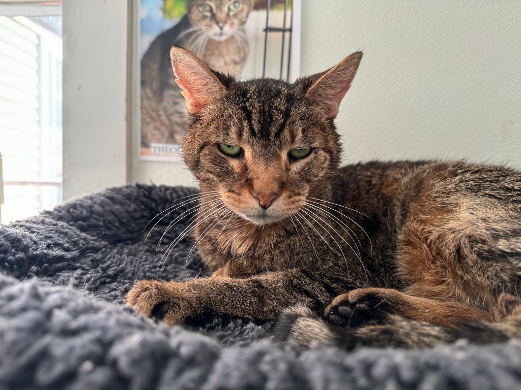 Albert, an adoptable Domestic Short Hair in Cumberland, ME, 04021 | Photo Image 4