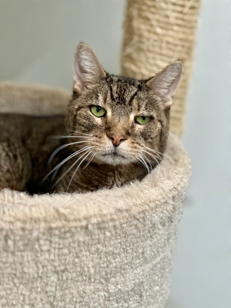 Albert, an adoptable Domestic Short Hair in Cumberland, ME, 04021 | Photo Image 4