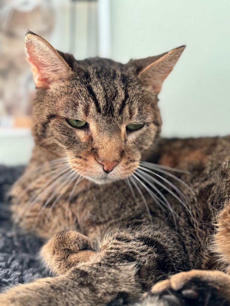 Albert, an adoptable Domestic Short Hair in Cumberland, ME, 04021 | Photo Image 5