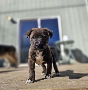 Petfinder dogs hot sale near me