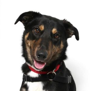 Hi there Im Reese a bubbly 2-year-old Australian Shepherd mix ready to wiggle my way into your he