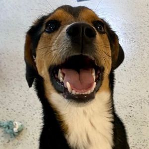 Petfinder dogs hot sale near me