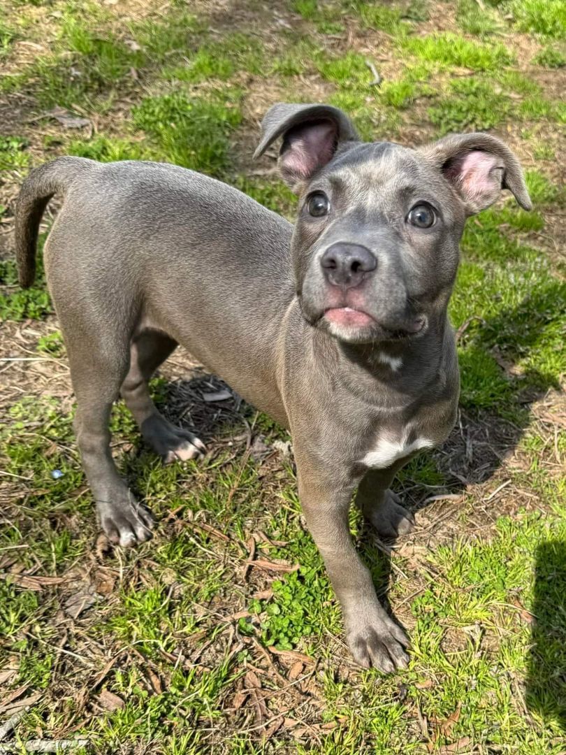 Dog for adoption - STELLA, a Pit Bull Terrier in Browns Mills, NJ ...