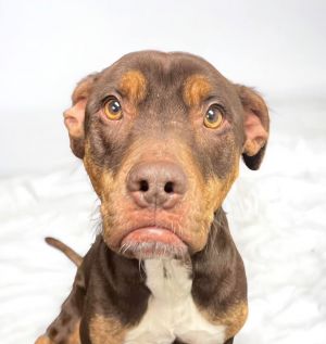 Petfinder deals adoptable dogs