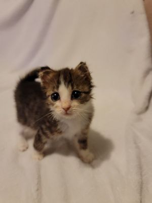 Scottish Fold Cat Breed: Size, Appearance & Personality