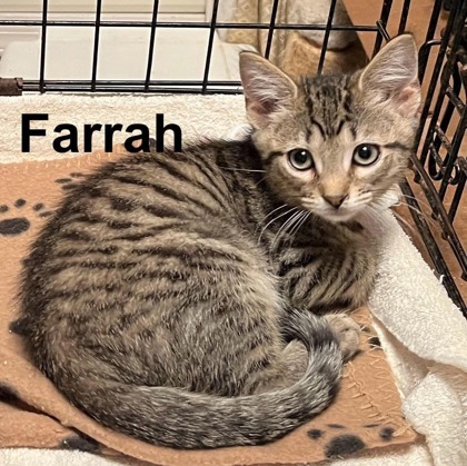 Farrah 3