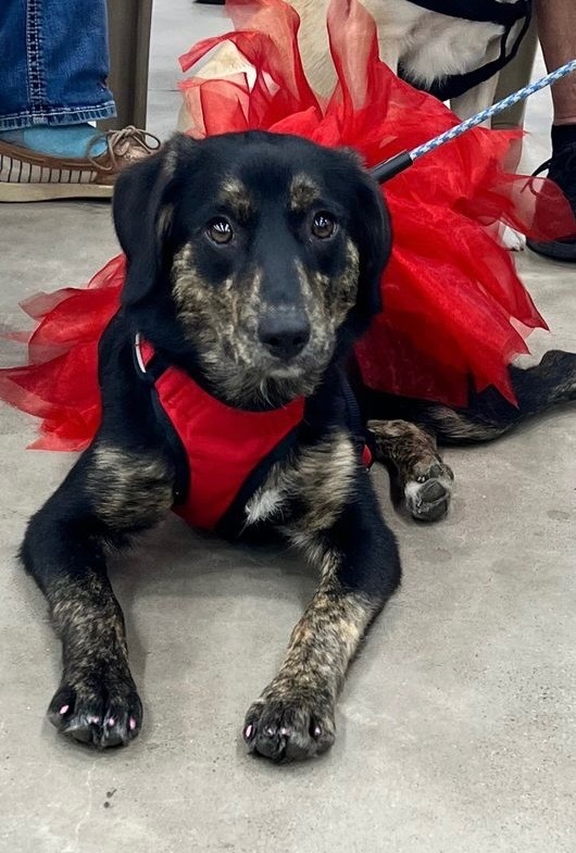 Trinity, an adoptable Corgi, Mixed Breed in Duncan, OK, 73533 | Photo Image 1