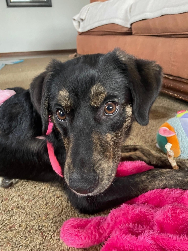 Trinity, an adoptable Corgi, Mixed Breed in Duncan, OK, 73533 | Photo Image 3