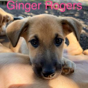 Dogs for Adoption Near Spring Valley NY Petfinder