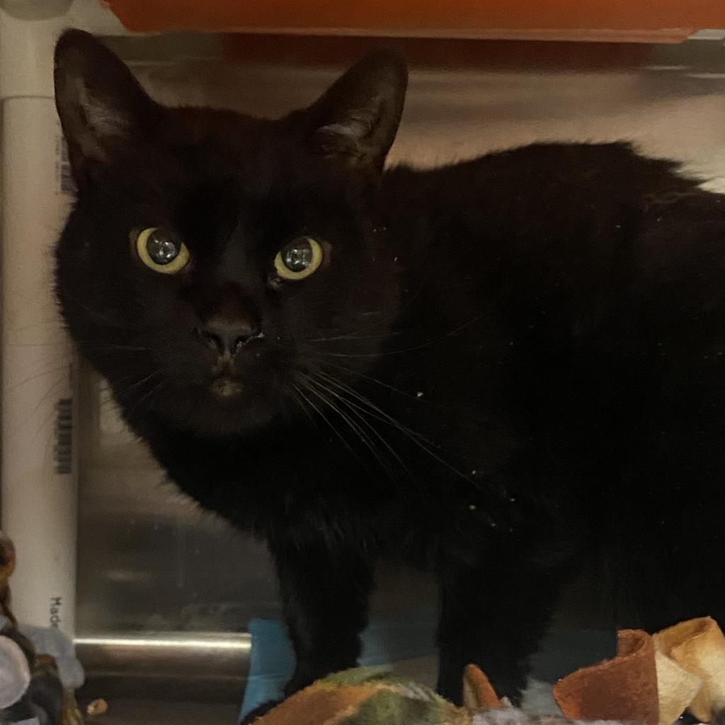 Samara, an adoptable Domestic Short Hair in Salt Lake City, UT, 84106 | Photo Image 2