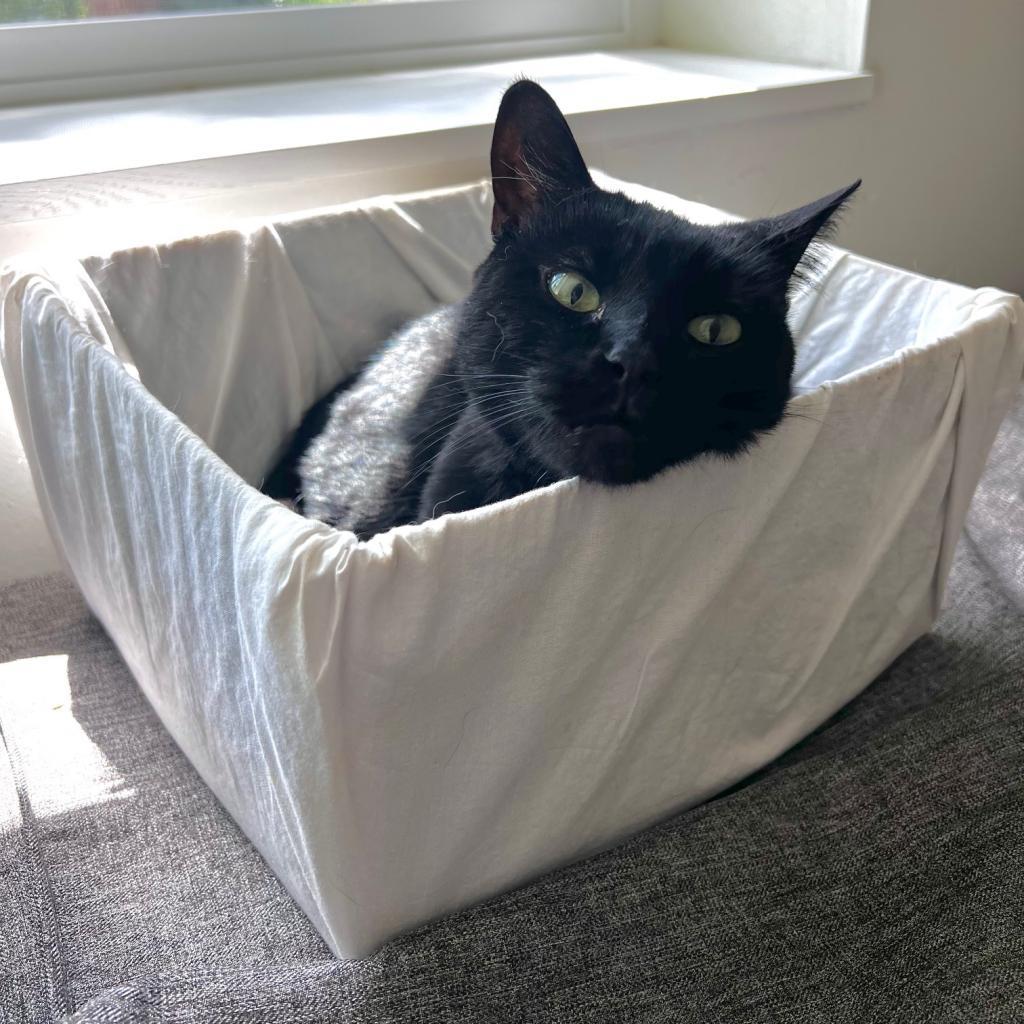 Samara, an adoptable Domestic Short Hair in Salt Lake City, UT, 84106 | Photo Image 5