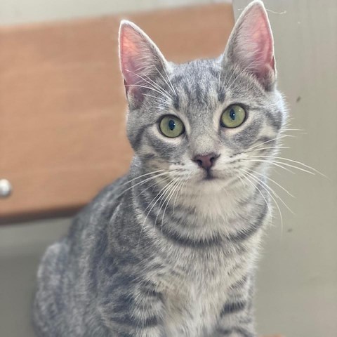 Daisy, an adoptable Domestic Short Hair in Wadena, MN, 56482 | Photo Image 1