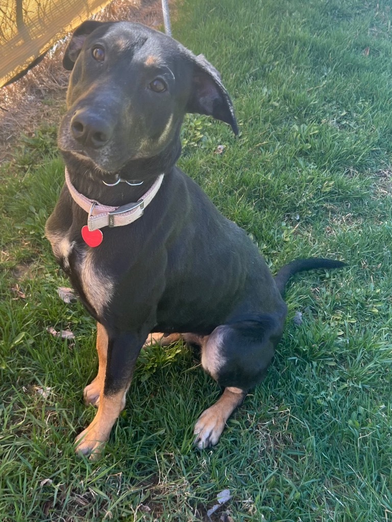 Mia, an adoptable Doberman Pinscher, German Shepherd Dog in Pittsfield, IL, 62363 | Photo Image 1