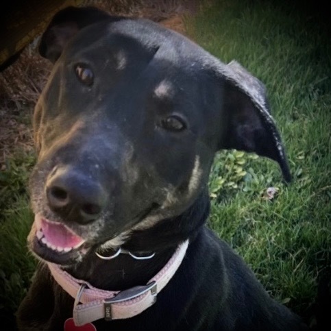 Mia, an adoptable Doberman Pinscher, German Shepherd Dog in Pittsfield, IL, 62363 | Photo Image 1