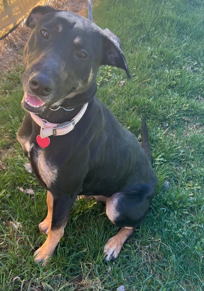 Mia, an adoptable Doberman Pinscher, German Shepherd Dog in Pittsfield, IL, 62363 | Photo Image 3