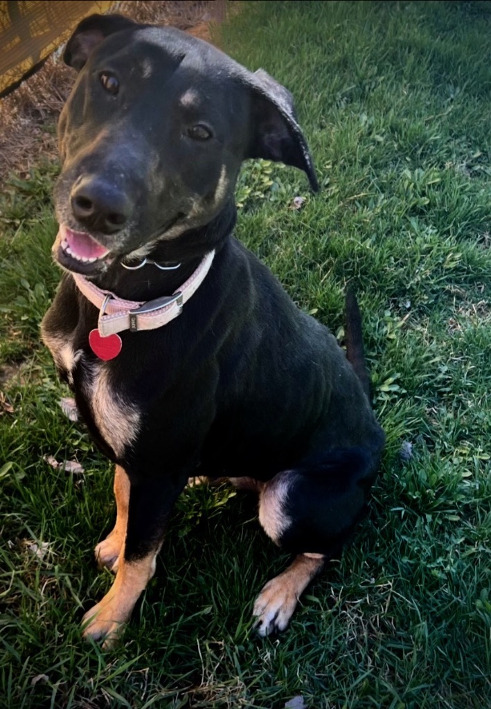 Mia, an adoptable Doberman Pinscher, German Shepherd Dog in Pittsfield, IL, 62363 | Photo Image 4
