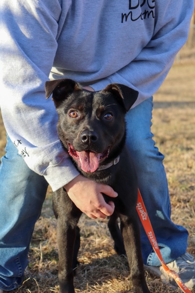 Winchester, an adoptable Mixed Breed in Crandon, WI, 54520 | Photo Image 1