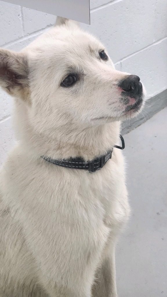 Noah, an adoptable Husky in Crandon, WI, 54520 | Photo Image 2