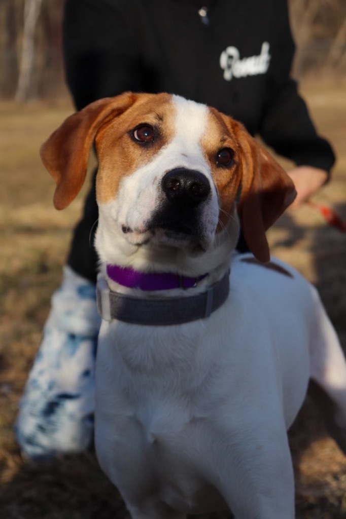 WE BARE BEARS-PANDA, an adoptable Treeing Walker Coonhound in Crandon, WI, 54520 | Photo Image 1