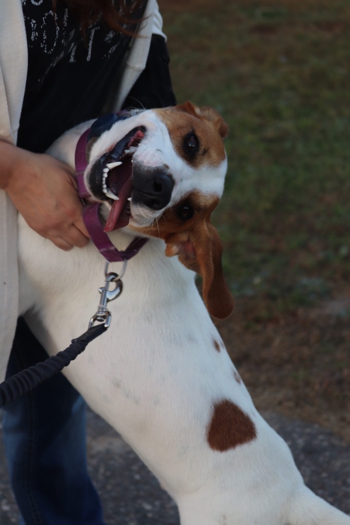 WE BARE BEARS-PANDA, an adoptable Treeing Walker Coonhound in Crandon, WI, 54520 | Photo Image 1